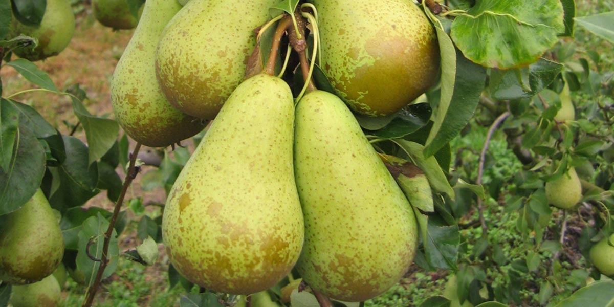 Pere: Belgio-Olanda in difficoltà, ma non illudiamoci